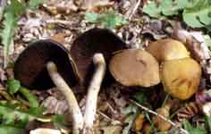 Psathyrella velutina