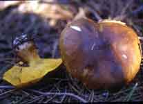 Suillus granulatus