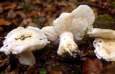 Tricholoma columbetta