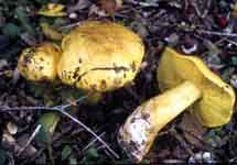 Tricholoma esquestre