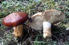 Tricholoma fracticum