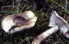Tricholoma orirubens