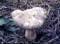 Tricholoma pardinum