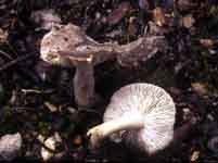 Tricholoma scalpturatum