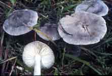 Tricholoma terreum