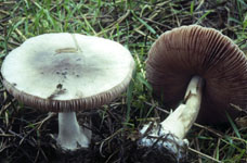 Volvariella speciosa