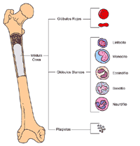 Anatomía de un hueso, que demuestra los glóbulos