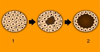 800px-Blastulation.png