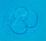 embrio6.gif