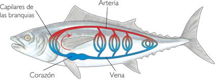 Sistema circulatorio cerrado sencillo de un pez