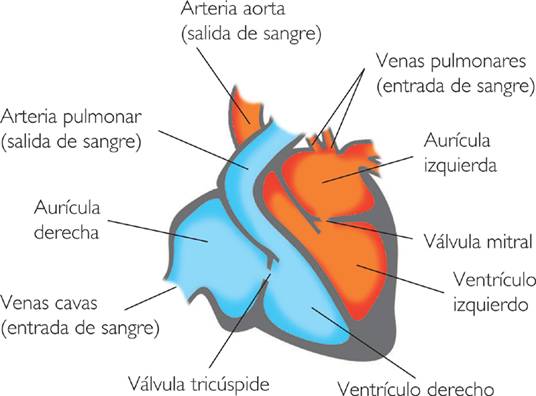 Anatomía interna del corazón?=