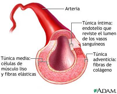 arteria