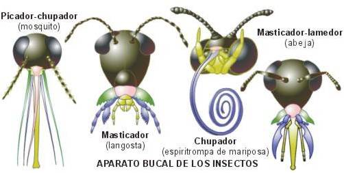bucal insecto