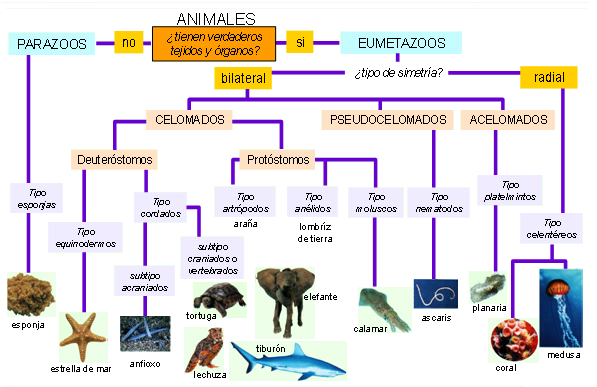 clasificación animales
