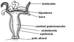 digestivo cnidarios