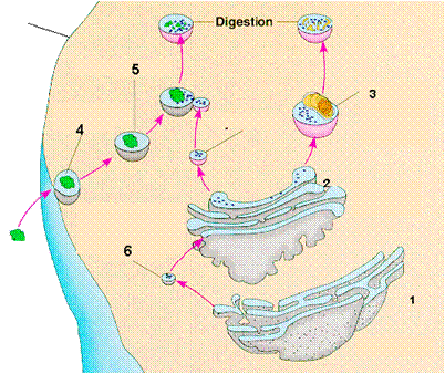 digestión intracelular