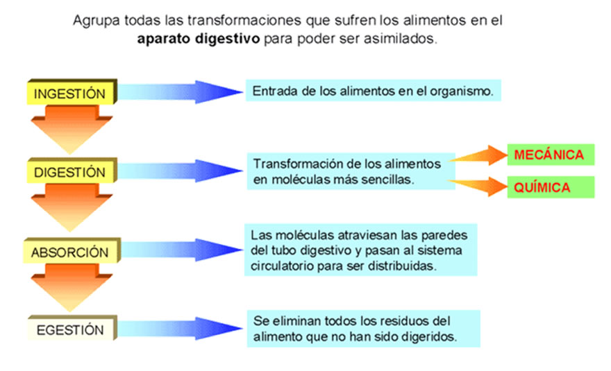 fases digestión