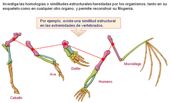 anatomía