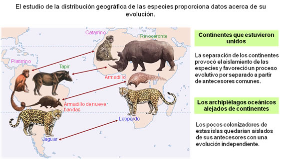 distribución