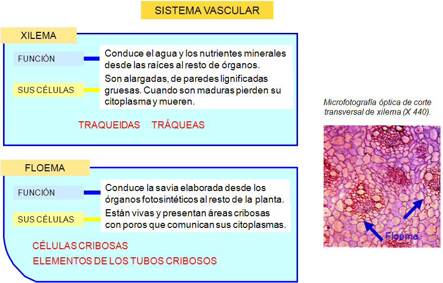 meristemáticos