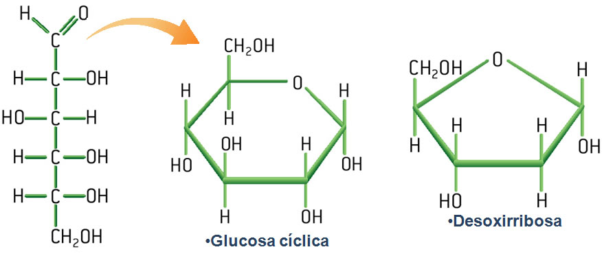 monosacáridos