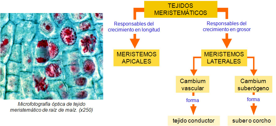 meristemáticos