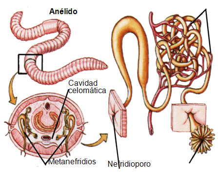 metanefridio