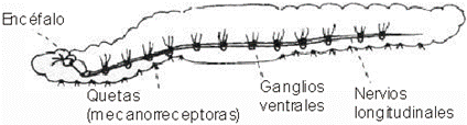 http://www.monografias.com/trabajos24/sistema-nervioso-invertebrados/Image12700.gif