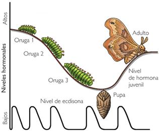 Cambios hormonales en el ciclo vital de un insecto