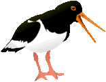 Descripción: Oyster Catcher Clip Art