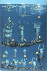 Descripción: http://upload.wikimedia.org/wikipedia/commons/thumb/6/61/Schleiden-meduse-2.jpg/640px-Schleiden-meduse-2.jpg