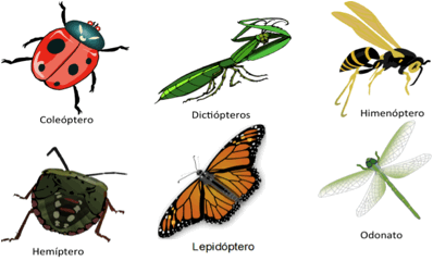 insectos