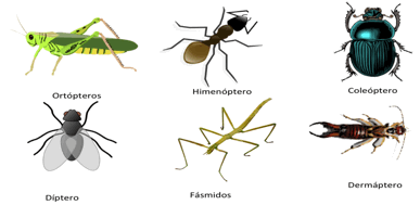 insectos