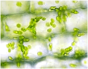 célula vegetal