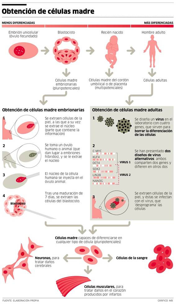 clonación células madre