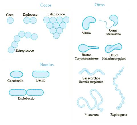 formas de las bacterias