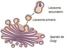 lisosoma2.JPG