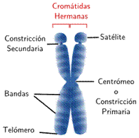 Morfología de un cromosoma