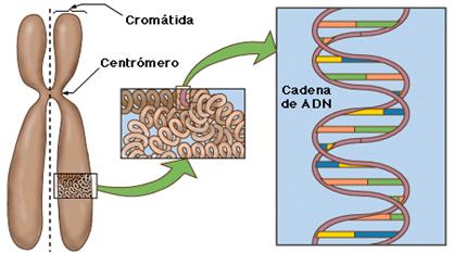 Estructura de un cromosoma: visto así a derecha e izquierda son las cromátidas, y arriba y abajo del centrómero son los brazos.