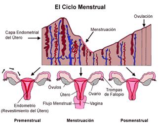 ciclomenstrual