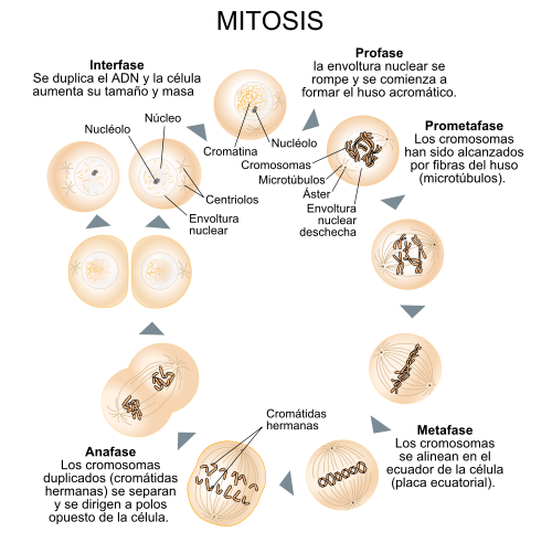 diagrama mitosis extraído de wikipedia