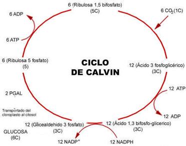 Ciclo_Calvin.jpg
