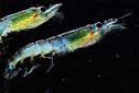 krill Euphasia superba.jpg