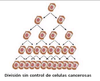 Proliferación anormal células cancerígenas