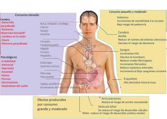 efecto del alcohol sobre organismo