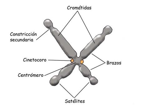 cromosoma_letras.jpg