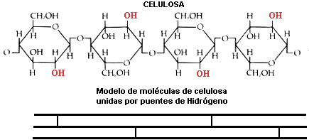 celulosa1