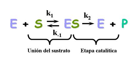 Equilibrio_enzima-sustrato.png