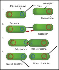 http://upload.wikimedia.org/wikipedia/commons/thumb/f/ff/Bacterial_Conjugation_Spanish.png/250px-Bacterial_Conjugation_Spanish.png