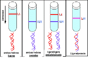 http://www.biologia.arizona.edu/molecular_bio/problem_sets/nucleic_acids/graphics/M_SExp1.GIF